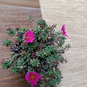 Moss-rose purslane . Indoor Plant