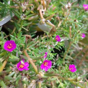 Portulaca pilosa Plant