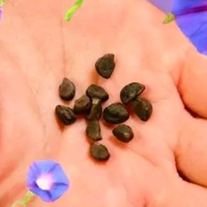 Morning Glory Mix Color High Quality Seeds