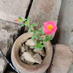 Portulaca Plant Cutting -Dark Peach Colour