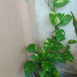 Healthy Long Money Plant