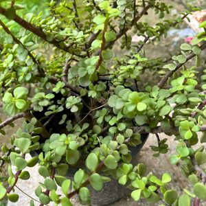 Jade Plant kuberakashi , Dhankuber live plants