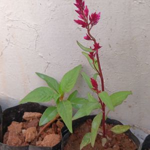 Celosia Live Plant