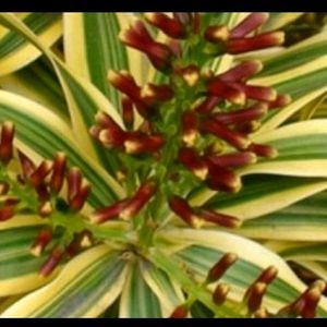 Pack 3 Dracaena Red Ruby & Pandanus veitchii & Nev