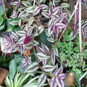 Wandering Jew Purple And Green