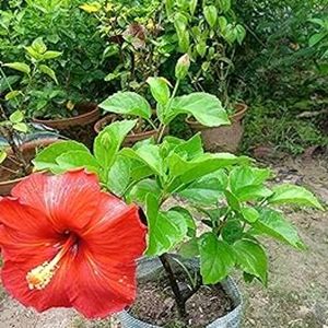 Red Hibiscus 🌺