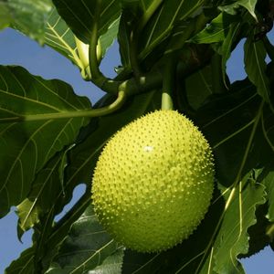 Breadfruit