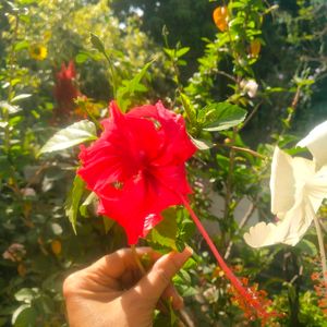 Combo 2 Color Hibiscus Cutting Available