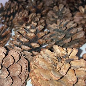 18 Pine Cones For Home Decor Or DIY Project