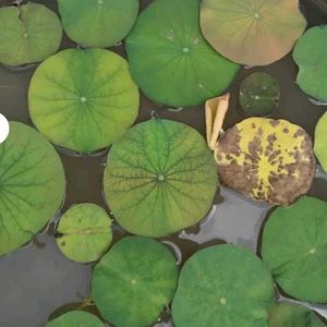 Lotus Flower Seeds