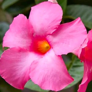 Mandevilla Pink Color With Healthy Root