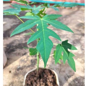 Combo 2 Papaya Plant