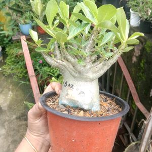 Adenium Arabicum Live Plant (Ggk+Baz)