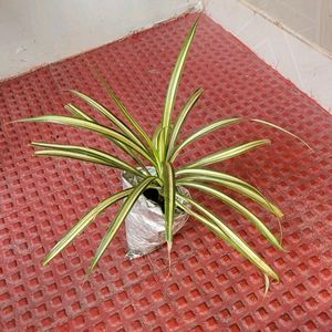 Pack 3 Dracaena Red Ruby & Pandanus veitchii & Nev