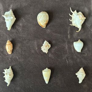 Assorted Shells 🐚 9 No’s