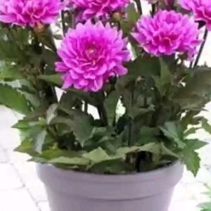 Dehliya plant Offer For Navratri