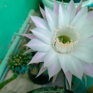 Beautiful Cactus Live Plant