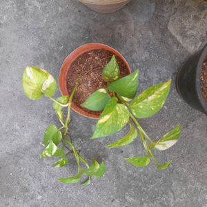 Live Money Plant With Pot