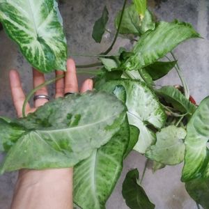 Dual Shade Sygonium Arrowhead Showing Plant