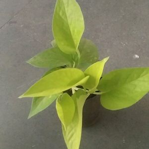 monsoon Dhamaka Offer combo 3 Live Plant