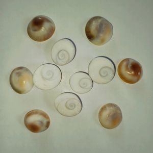 Original Gomti Chakra (Set Of 11p )