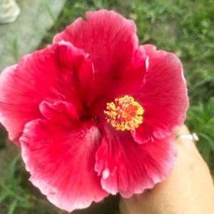 Taiwan Hibiscus Flower Plant With Root