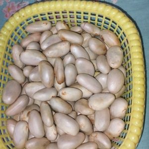 JACK FRUIT DRY SEEDS