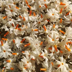 "Night Jasmine Plant Seeds"