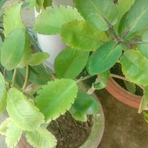 Pattarchatta(Kalanchoe Pinnata), Quantity Is1,Use