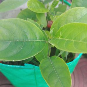 Jackfruit Live Plant