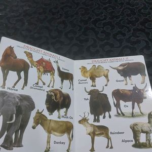 BOARD BOOK (DOMESTIC ANIMALS)