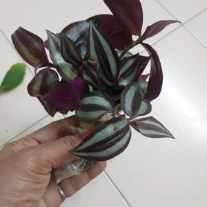 Wandering Jew