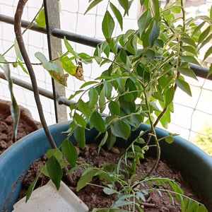 Curry Plant..Good And Healthy