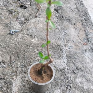 Long Stain Henna Plant