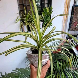 Pandanus veitchii Plant