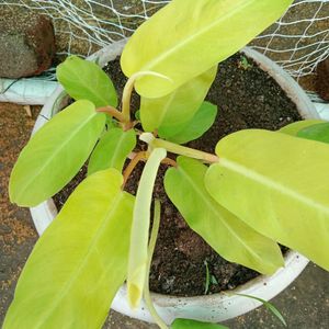 Golden Philodendron Plant