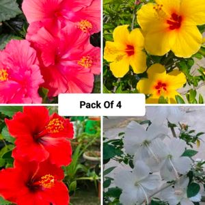 Combo Of 4 Color Hibiscus Plant With Root