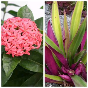 Offer Price Ixora And Rheo Plant