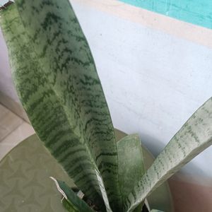 Snake Plant (Sansevieria)