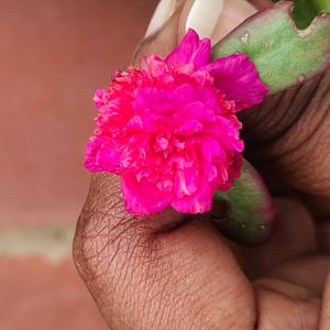 Cinderella Cutting 3 Variety