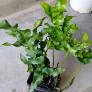 Air Purifying Plants (Four Varieties)