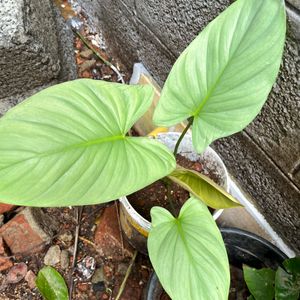 Silver Homalomena Healthy Plant