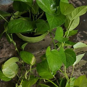 Marble Pothos, Lime Green