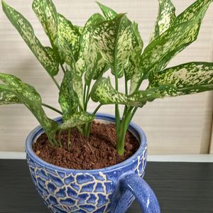 Snow White Aglaonema Plant (1)