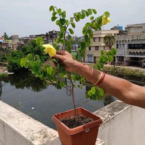 Kanchan Flower Plant With Roots