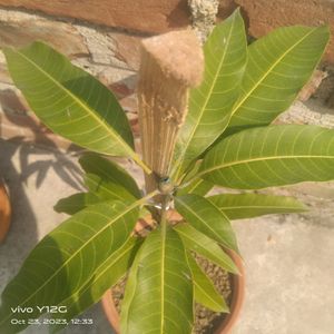 Banana Mango Plant