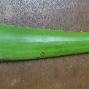 Aloe Vera 1 Leaf For 60 Coins