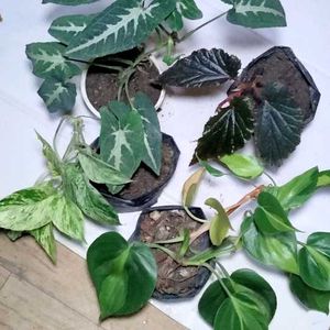 Air Purifying Mix Plants Combo