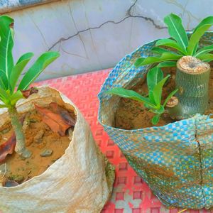 Adenium Baby Plant