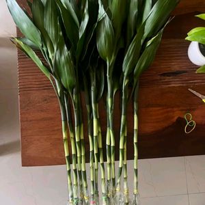 Big Lucky Plants (Bamboo Plant)